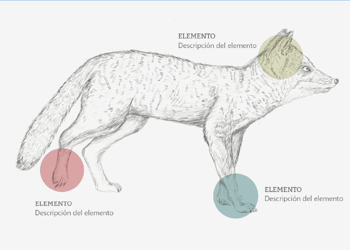 anatomia-zorritodechiloe